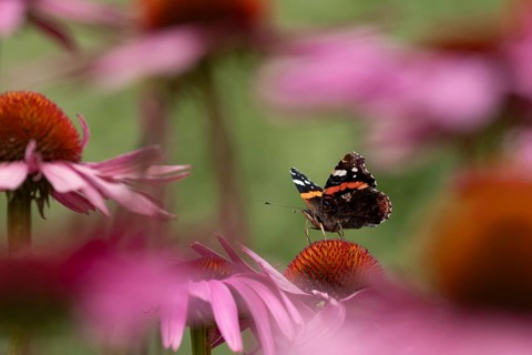 Red admiral butterfly (Vanessa atalanta) adult insect feeding on a garden purple Coneflower