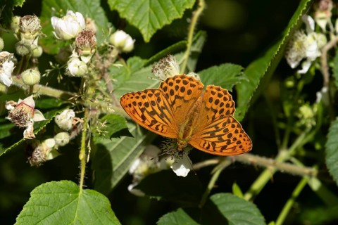Silver-washed fritillary butterfly (Argynnis paphia) adult insect feeding on bramble flowers in