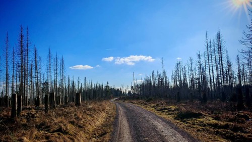 A lonely gravel road leads through bare trees, under a clear, blue winter sky, forest area with