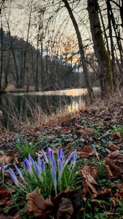 Crocus flowers (crocus) on the bank of a quiet pond, surrounded by foliage and bare trees,