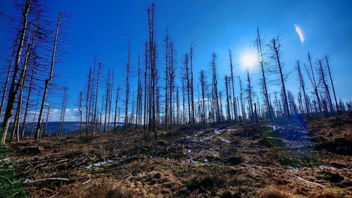 Sunlight shining through a wintry forest with bare trees, deep blue sky, forest area with spruces