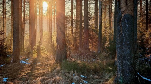 Sunbeams flood a forest, snow-covered ground, tall trees all around, Rennsteig, Thuringian Forest