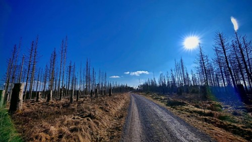 Bare trees and blue sky, a gravel road leads through the wintry landscape, forest area with spruces