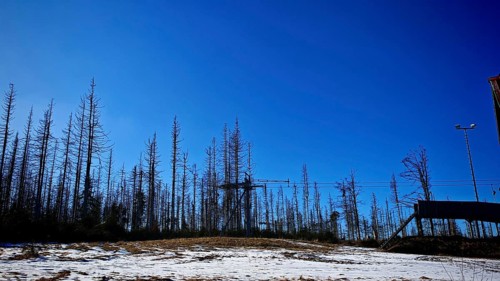 Bare trees in front of a bright blue sky and a cable car tower in a winter scene, forest area with