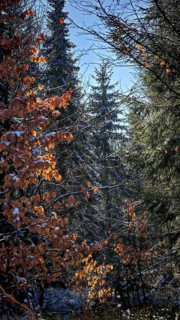 Autumn forest with sunlight illuminating orange and green leaves, Rennsteig, Thuringian Forest