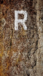 Close-up of a tree trunk with a white painted letter R as a signpost and moss, Rennsteig,