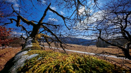 Moss-covered (bryophyta), lying tree trunk in a hilly landscape under a blue sky, Rennsteig,