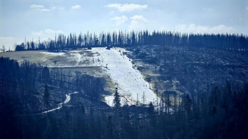 Snow-covered ski slope made of artificial snow in a mountainous forest area with spruce trees