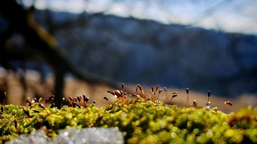 Close-up of moss (bryophyta) with background blur emphasising small plants, Rennsteig, Thuringian