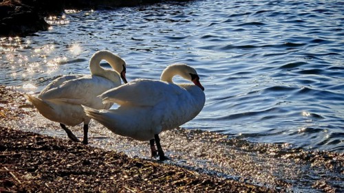 Two swans (cygnus) standing on the shore of a lake, surrounded by sparkling water, Izola, Slovenia