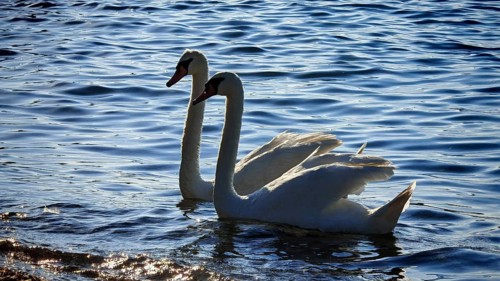 Two swans (cygnus) glide elegantly over the calm water surface in the sunlight, Izola, Slovenia