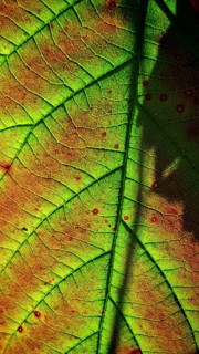Close-up of a leaf with clear veins in green light, Frankenwald nature park Park