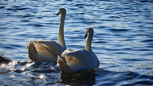 Two swans (cygnus) swimming elegantly on a lake with a sparkling water surface, Izola, Slovenia