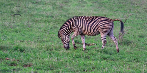 Burchell's zebra (Equus burchellii), KwaZulu Natal province, South Africa