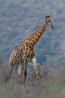 South African giraffe or Cape giraffe (Giraffa giraffa giraffa or Giraffa camelopardalis giraffa),