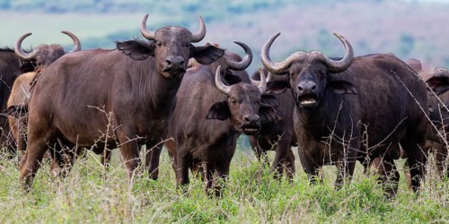 Group of African buffalos (Syncerus caffer) in the savannah, KwaZulu Natal province, South Africa