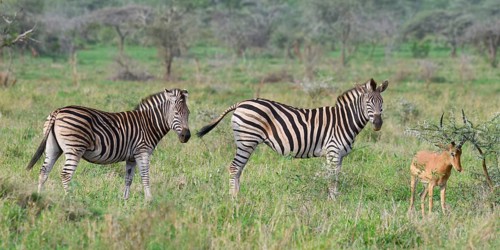 Burchell's zebra (Equus burchellii) and Impala (Aepyceros melampus melampus), KwaZulu Natal