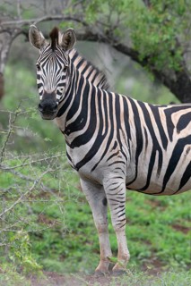 Burchell's zebra (Equus burchellii), KwaZulu Natal province, South Africa