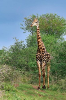 Thornicroft's giraffe (Giraffa camelopardalis thornicrofti), KwaZulu Natal province, South Africa