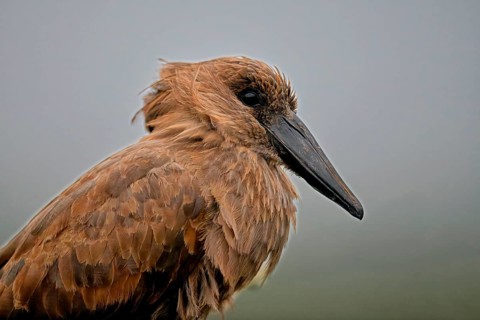 Hamerkop (Scopus umbretta) portrait, KwaZulu Natal province, South Africa