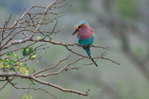 Lilac-breasted Roller (Coracias caudatus), KwaZulu Natal province, South Africa