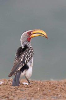 Yellow-billed Hornbill (Tockus flavirostris), KwaZulu Natal province, South Africa