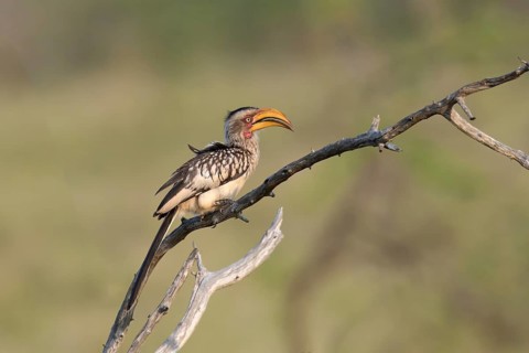 Yellow-billed Hornbill (Tockus flavirostris), KwaZulu Natal province, South Africa