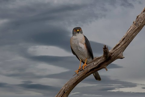 Little Sparrowhawk (Tachyspiza minulla), KwaZulu Natal province, South Africa