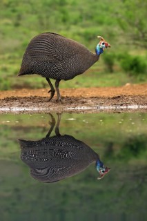 Helmeted Guineafowl (Numida meleagris) reflecting in water, KwaZulu Natal province, South Africa
