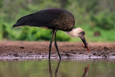 African woolly-necked stork (Ciconia microscelis), KwaZulu Natal province, South Africa