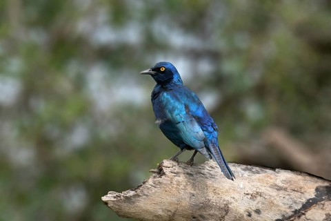 Cape Starling or Glossy Starling (Lamprotornis nitens), KwaZulu Natal province, South Africa