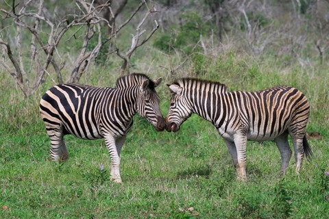 Two Burchell's zebras (Equus burchellii), KwaZulu Natal province, South Africa