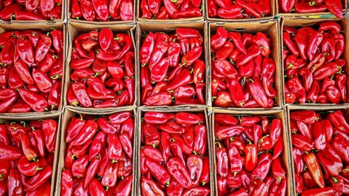 Red peppers (capsicum) in crates, neatly stacked and offered for sale in crates, Kosovo