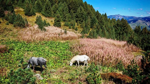 Two horses (equus) grazing peacefully on a green meadow in a mountainous landscape, peaks of the