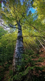 Tall tree birch (betula) in the forest, densely overgrown with foliage under a bright sky,