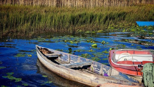 Several boats on a lake surrounded by reeds and floating leaves in sunlight, Plav Lake, Montenegro
