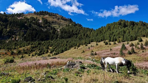 Horse (equus) grazing in a meadow in the shadow of the mountains under a clear blue sky, Montenegro