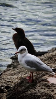 Seagull (Larinae) and cormorant (Phalacrocoracidae) on rocks by the water, quiet atmosphere,