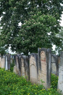 Gravestones, horse chestnut (Aesculus hippocastanum) in bloom behind, Jewish cemetery, Czernowicz,