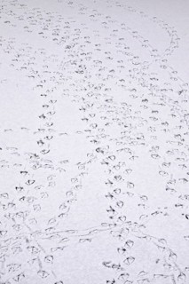 Traces of ducks in snow, winter, Germany