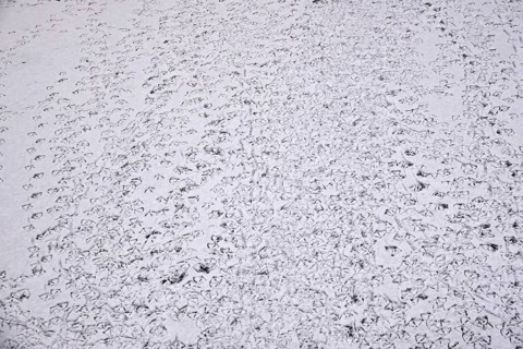 Traces of ducks in snow, winter, Germany