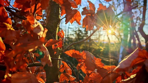 Autumn leaves glow orange against the sun, Rennsteig, Thuringian Forest