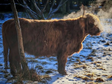 Highland cattle (bos taurus taurus) standing in the snow and exhaling steam while breathing in the
