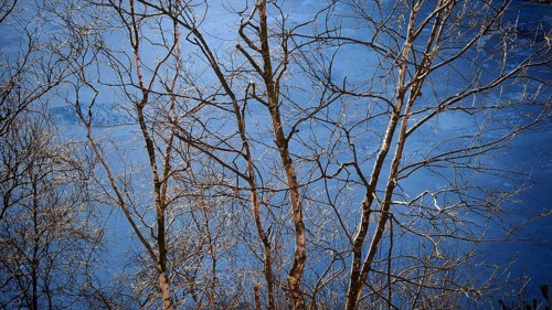 Bare branches of trees, birches (betula) in front of a blue winter sky, Rennsteig, Thuringian
