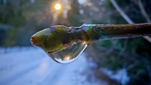 Close-up, sun reflected on a branch with a drop of water, light reflection in winter, forest and