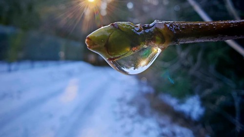 Close-up, A drop of water on a bud on a branch reflects the sun in a winter environment, Rennsteig,
