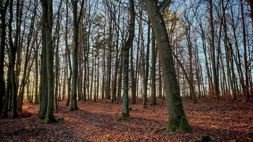 Autumn forest scene with soft morning light and leaves on the ground, Franconian Forest nature park