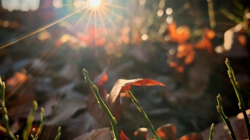 Autumn leaves flooded with sunlight and vegetation in detail, Frankenwald nature park Park