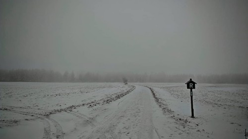 Snowy dirt road in fog with a bare tree and a Rennsteig signpost, Rennsteig, Thuringian Forest