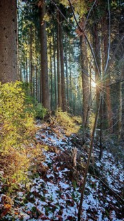 Sunbeams flood a snow-covered forest with tall trees. Quiet and peaceful atmosphere, Franconian